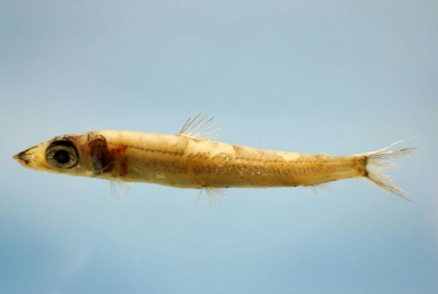 Argentine or herring smelt ( Argentina georgei ) Picture