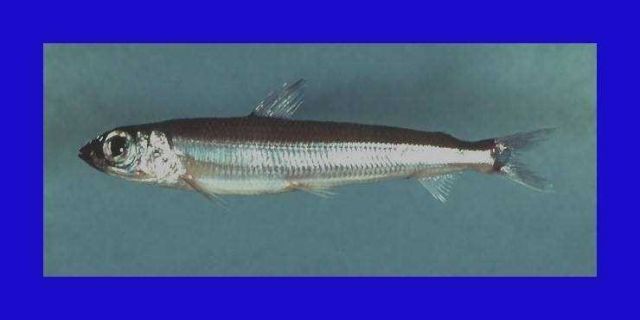 Atlantic argentine ( Argentina silus ) Picture