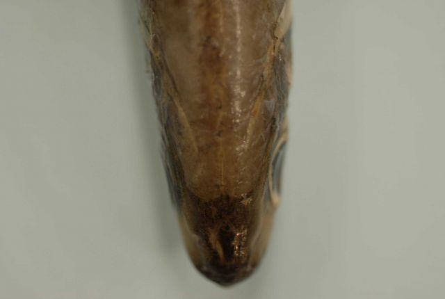 Head scales of silver-rag driftfish ( Ariomma bondi ) Picture
