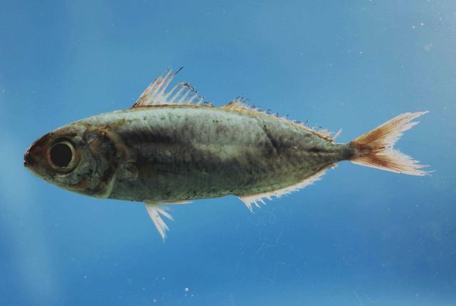 Silver-rag driftfish ( Ariomma bondi ) Picture