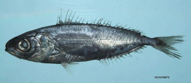 Brown driftfish ( Ariomma melanum ) Picture