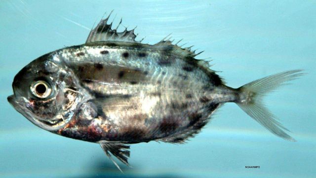 Spotted driftfish ( Ariomma regulus ) Picture