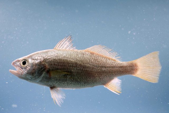Silver perch ( Bairdiella chrysoura ) Picture