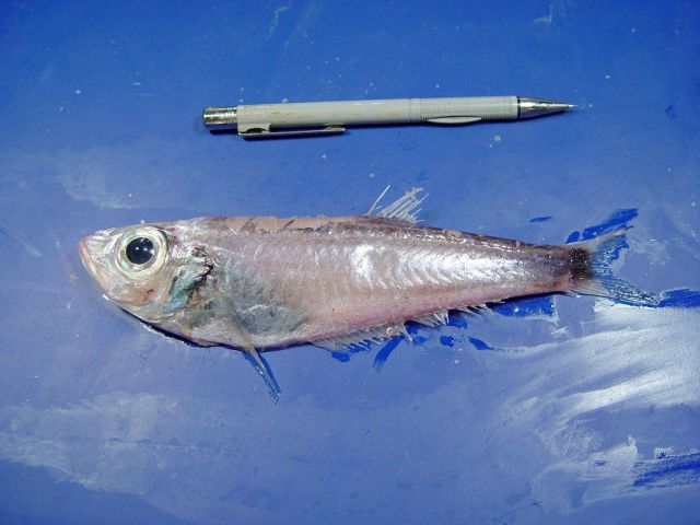 A member of the family of deepsea herrings ( Bathyclupea argentea ) Picture