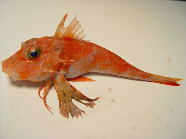 Streamer searobin ( Bellator egretta ) Picture