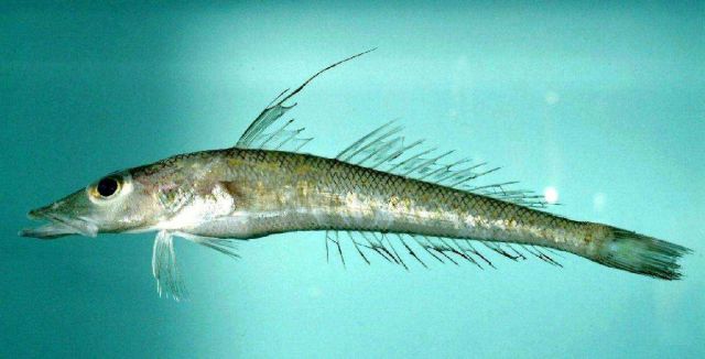 Duckbill flathead or longnose duckbill ( Bembrops anatirostris ) Picture