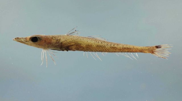 Goby flathead ( Bembrops gobioides ) Picture