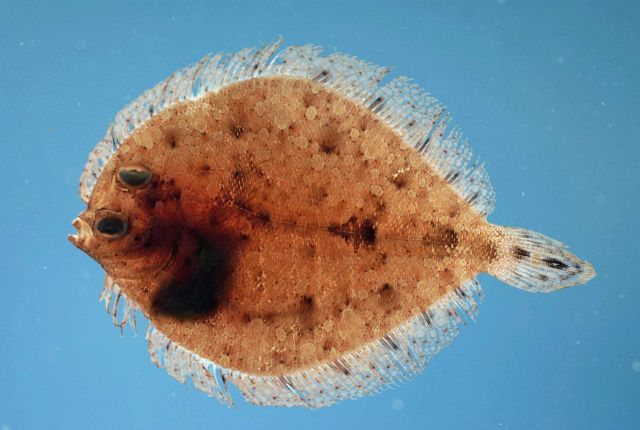 Twospot flounder ( Bothus robinsi ) Picture