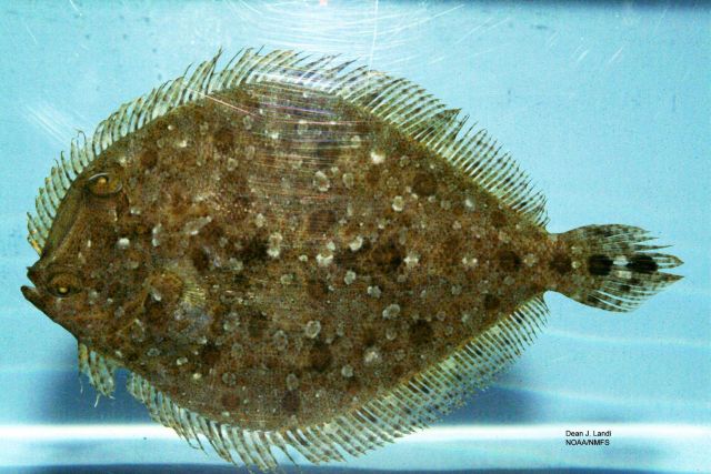 Twospot flounder ( Bothus robinsi ) Picture