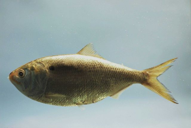 Gulf menhaden ( Brevoortia patronus ) Picture