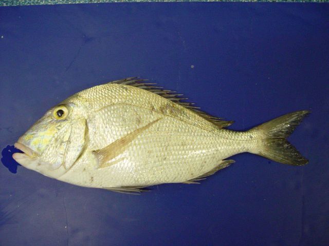 Saucereye porgy ( Calamus calamus ) Picture