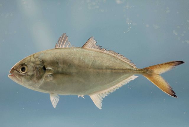 Blue runner ( Caranx crysos ) Picture