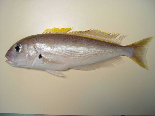 Blackline tilefish ( Caulolatilus cyanops ) Picture