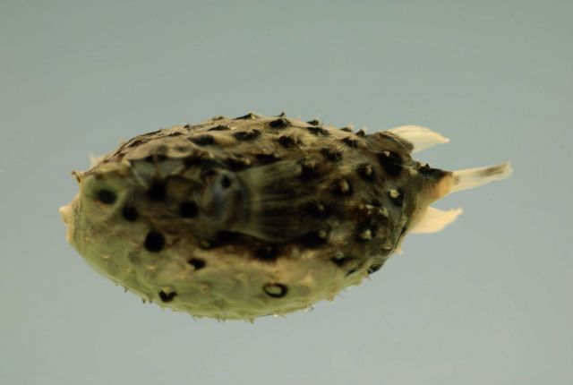 Spotfin burrfish ( Chilomycterus reticulatus ) Picture