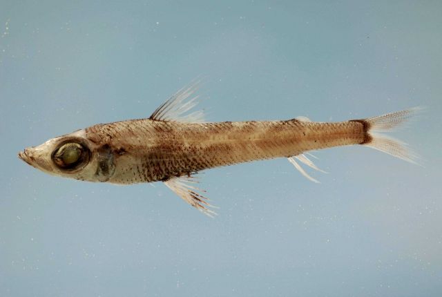 Shortnose greeneye ( Chlorophthalmus agassizi ) Picture