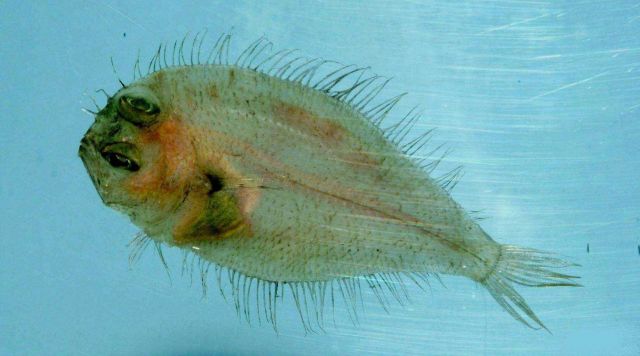 Horned whiff ( Citharichthys cornutus ) Picture