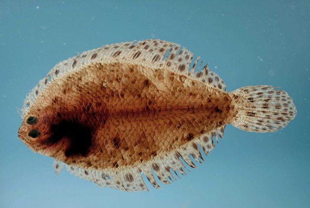 Spotted whiff ( Citharichthys macrops ) Picture