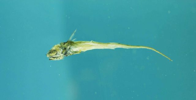 A member of the grenadier family ( Coryphaenoides alateralis ) Picture