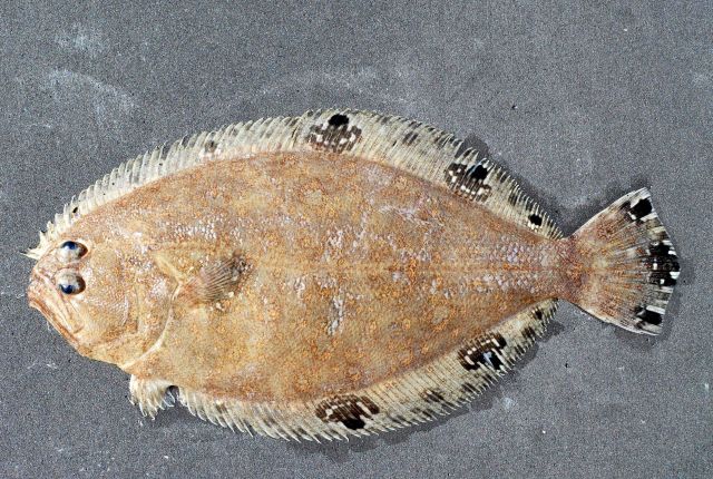 Mexican flounder ( Cyclopsetta chittendeni ) Picture