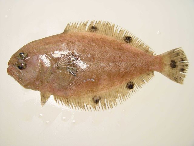 Spotfin flounder ( Cyclopsetta fimbriata ) Picture