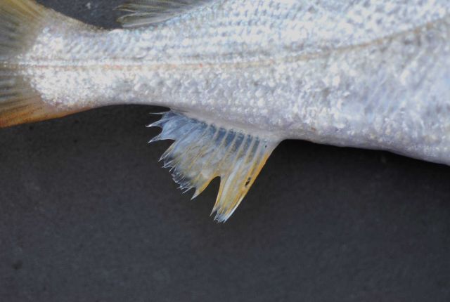 Anal fin of sand weakfish, also known as sand sea trout, ( Cynoscion arenarius ) Picture