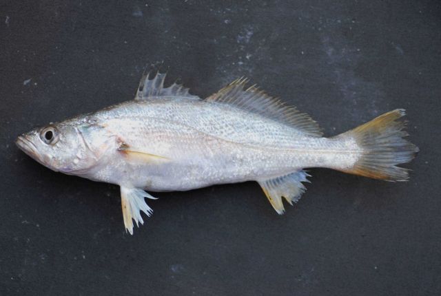 Sand weakfish or sand sea trout ( Cynoscion arenarius ) Picture