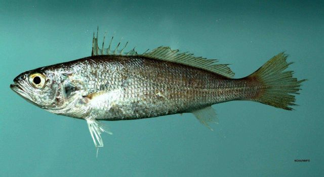 Silver seatrout ( Cynoscion nothus ) Picture