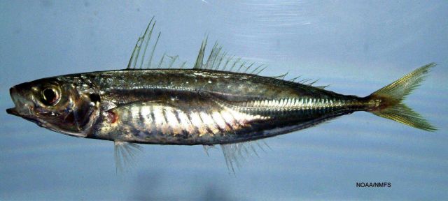 Round scad ( Decapturus punctatus ) Picture