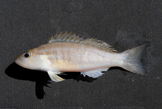 Dwarf sand perch ( Diplectrum bivittatum ) Picture