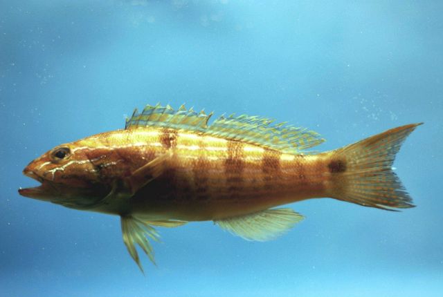 Sand seabass or sand perch ( Diplectrum formosum ) Picture