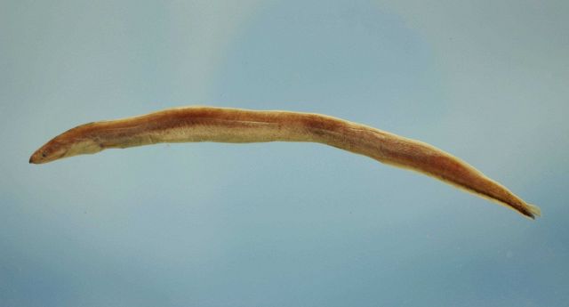 Shortbelly eel or blind arrowtooth eel ( Dysomma anguillare ) Picture
