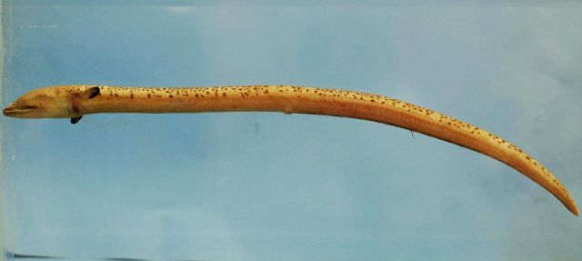 Stippled spoon-nose eel or snapper eel ( Echiophis punctifer ) Picture