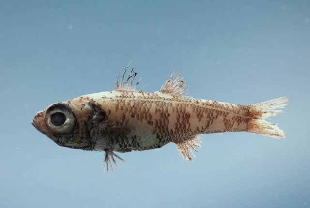 Pencil cardinal ( Epigonus denticulatus ) Picture