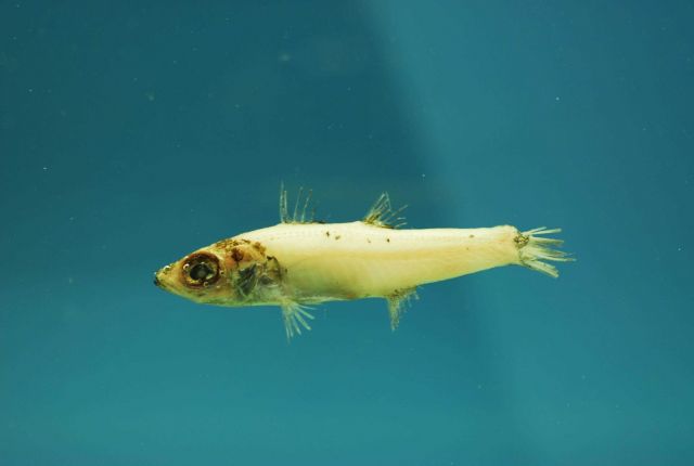 Western deepsea cardinalfish ( Epigonus occidentalis ) Picture