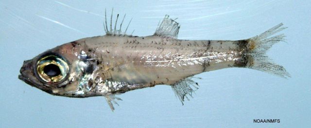 Bigeye ( Epigonus pandionis ) Picture