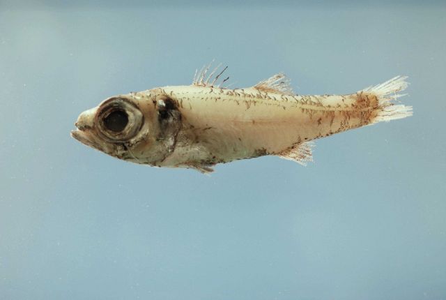 Bigeye cardinalfish or robust cardinalfish ( Epigonus robustus ) Picture
