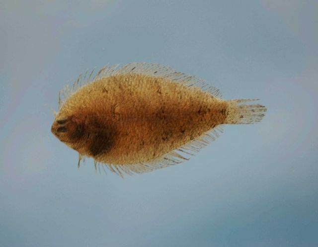 Smallmouth flounder ( Etropus microstomus ) Picture