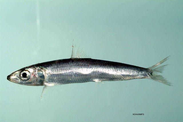 Round herring ( Etrumeus teres ) Picture