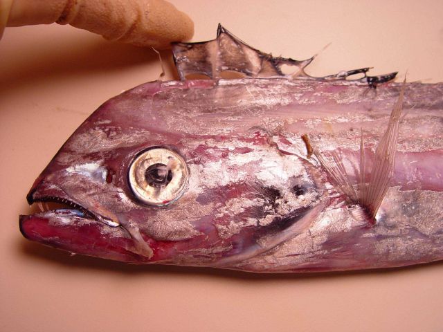 Head of channel scabbardfish ( Evoxymetopon taeniatus ) Picture
