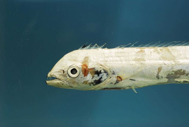 Head of channel scabbardfish ( Evoxymetopon taeniatus ) Picture