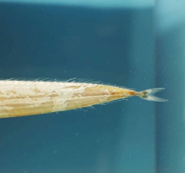Tail of channel scabbardfish ( Evoxymetopon taeniatus ) Picture