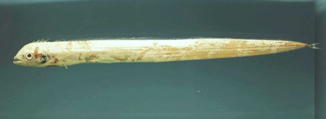 Channel scabbardfish ( Evoxymetopon taeniatus ) Picture