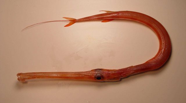 Red cornetfish (fistularia petimba ) Picture