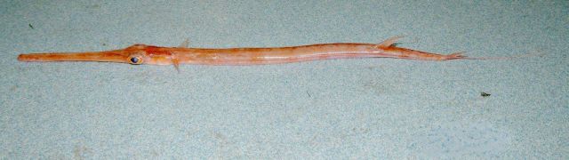 Cornetfish ( Fistularia tabacaria ) Picture