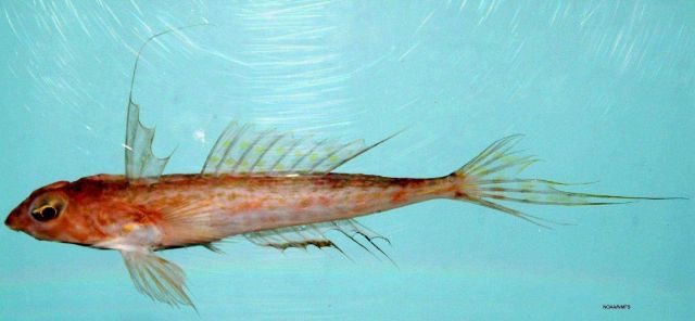 Spotfin dragonet ( Foetorepus agassizii ) Picture