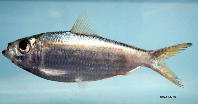 Scaled sardine ( Harengula jaguana ) Picture