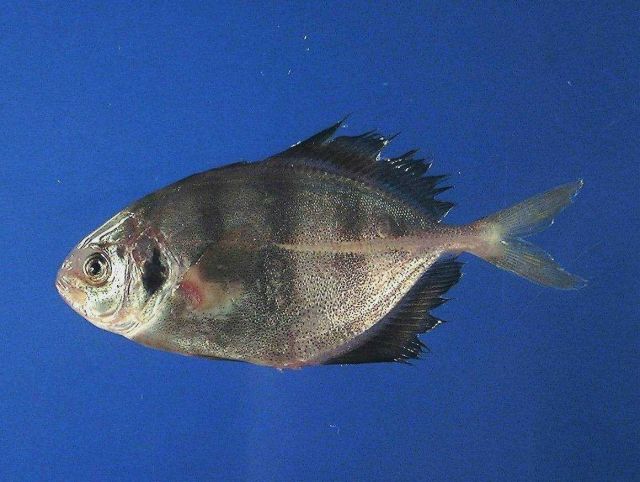 Bluntnose jack ( Hemicaranx amblyrhynchus ) Picture
