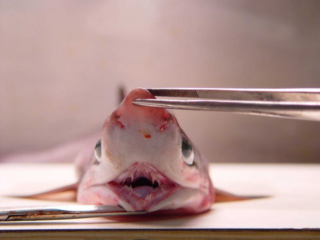 Teeth of sharpnose sevengill shark (Heptranchias perlo Picture