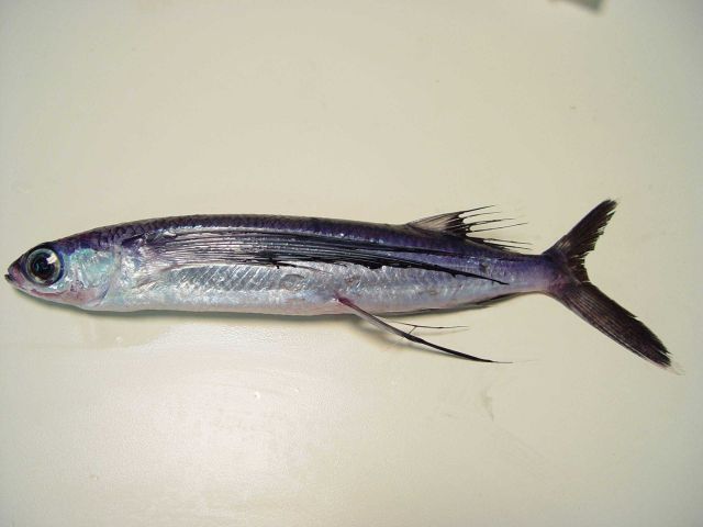Blackwing flyingfish ( Hirundichthys rondeletii ) Picture