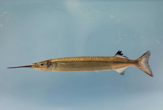 American halfbeak ( Hyporhamphus meeki ) Picture